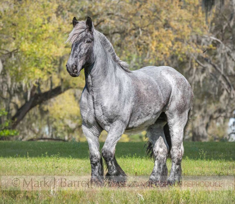1712-15A(1).jpg :: Belgian Brabant draft horse mare