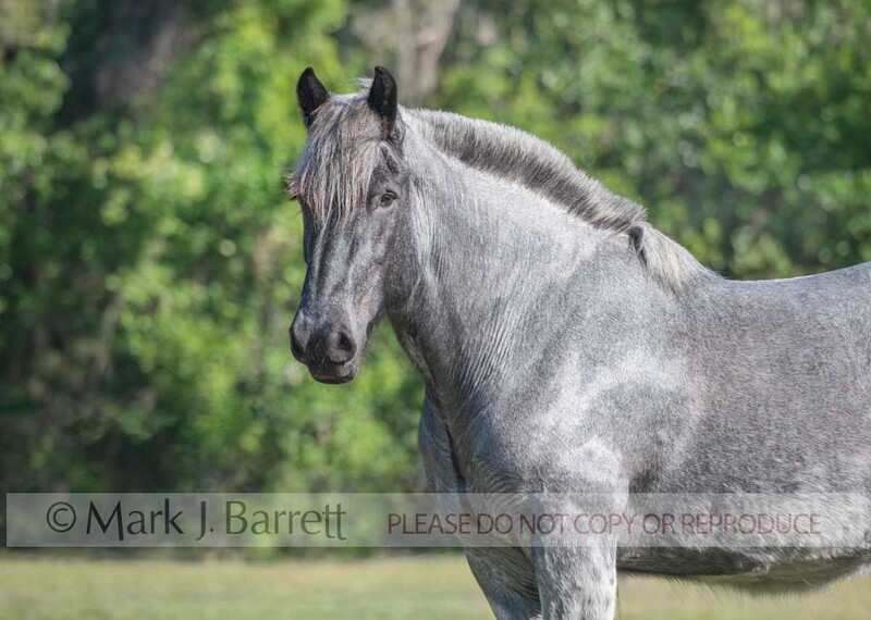 1712-23A.jpg :: portrait of adult female, Belgian Brabant draft horse mare in field