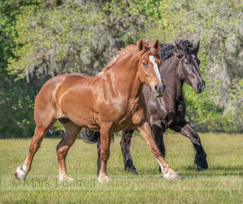 1712-49(1).jpg :: Rare coal and chestnut color Belgian Draft Horse mares run across open paddock