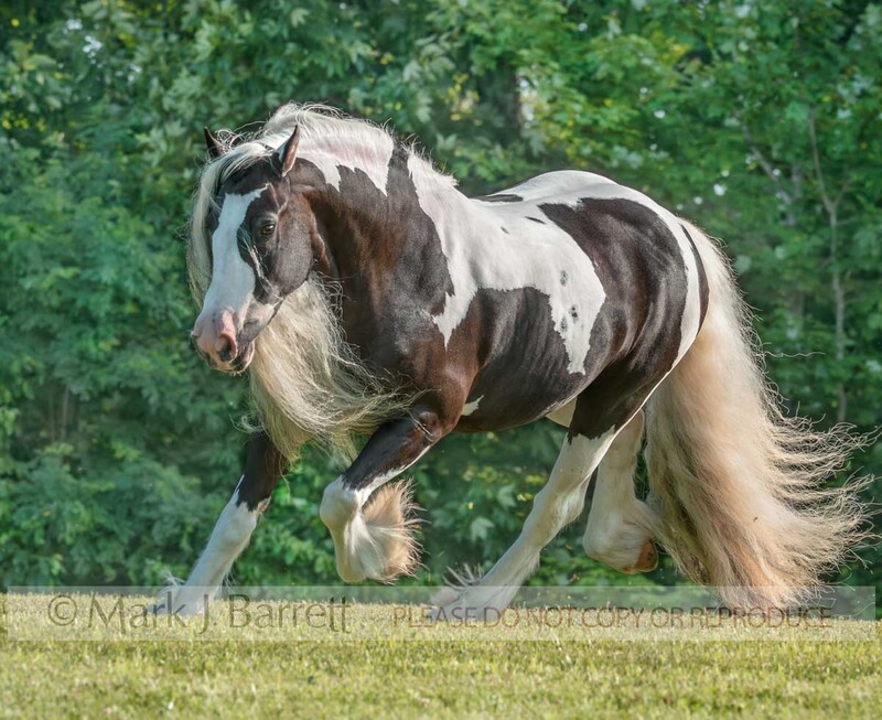 1713-39A.jpg :: Gypsy Vanner Horse mare