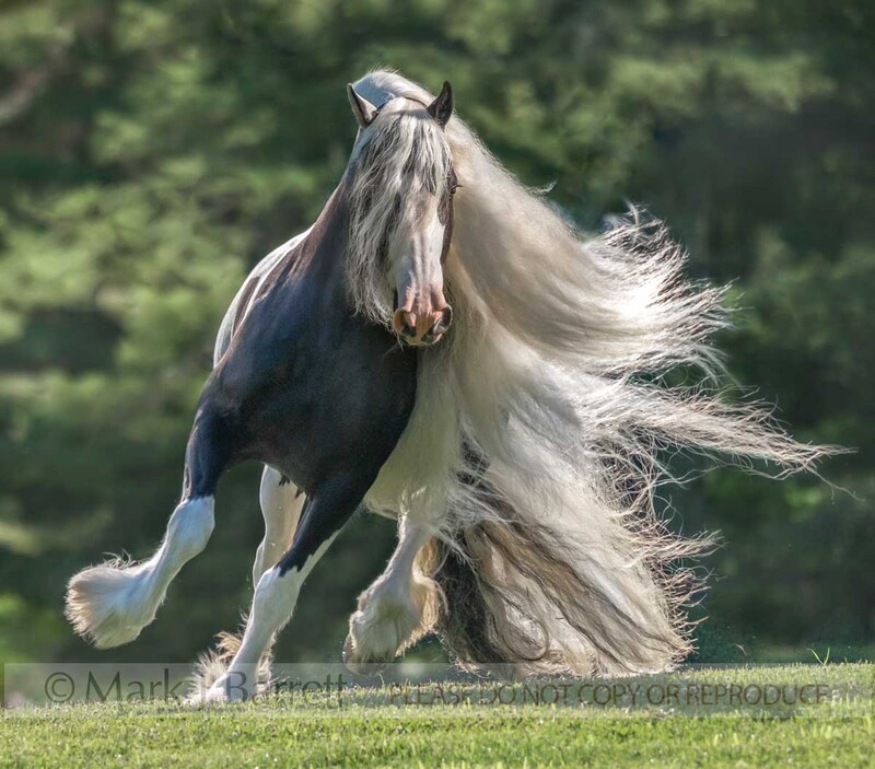1713-52B(2).jpg :: Gypsy Vanner Horse mare