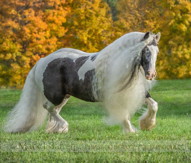 1738-27A(1).jpg :: adult female Gypsy Vanner Horse mare in autumn field