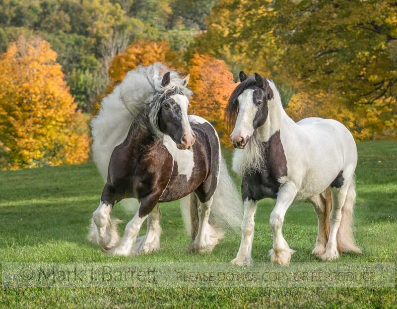 1738-39A(1).jpg :: Gypsy Vanner Horse mare