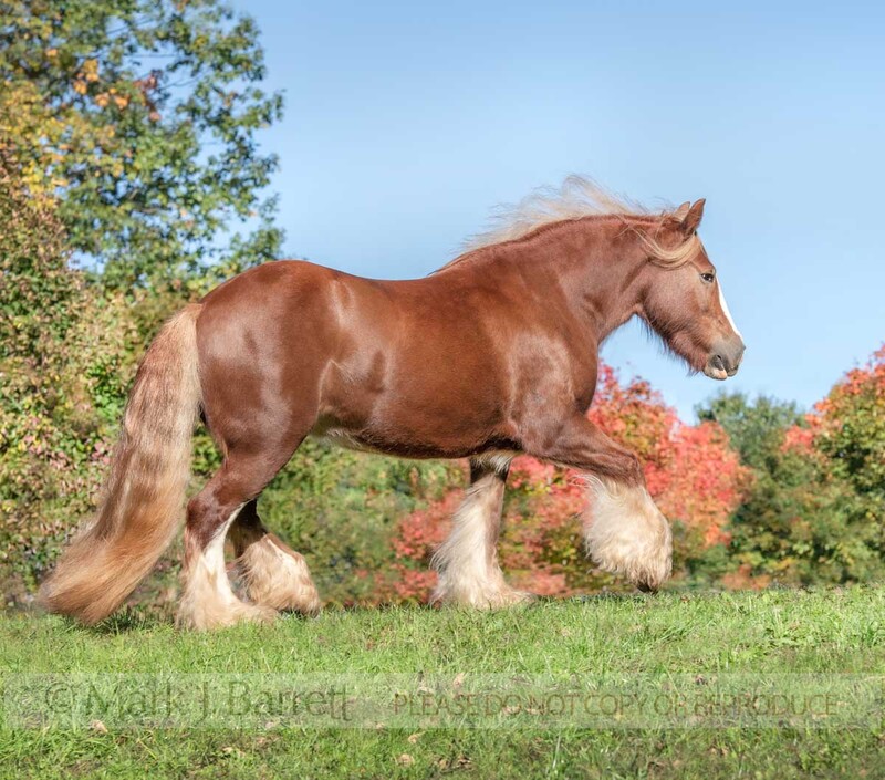 1741-41A.jpg :: Gypsy Vanner horse mare  RUNS ON HILLTOP WITH AUTUM FOLIAGE BACKDROP