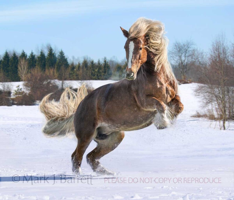 1743-22C(1).jpg :: Energetic Gypsy Vanner Horse mare in snow covered field
