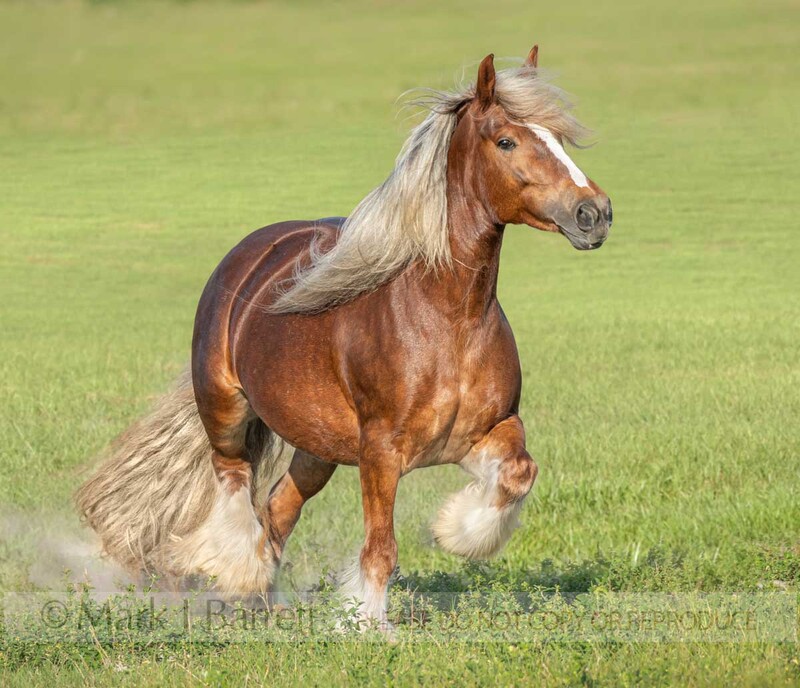 1743-30A(1).jpg :: Gypsy Vanner Horse mare
