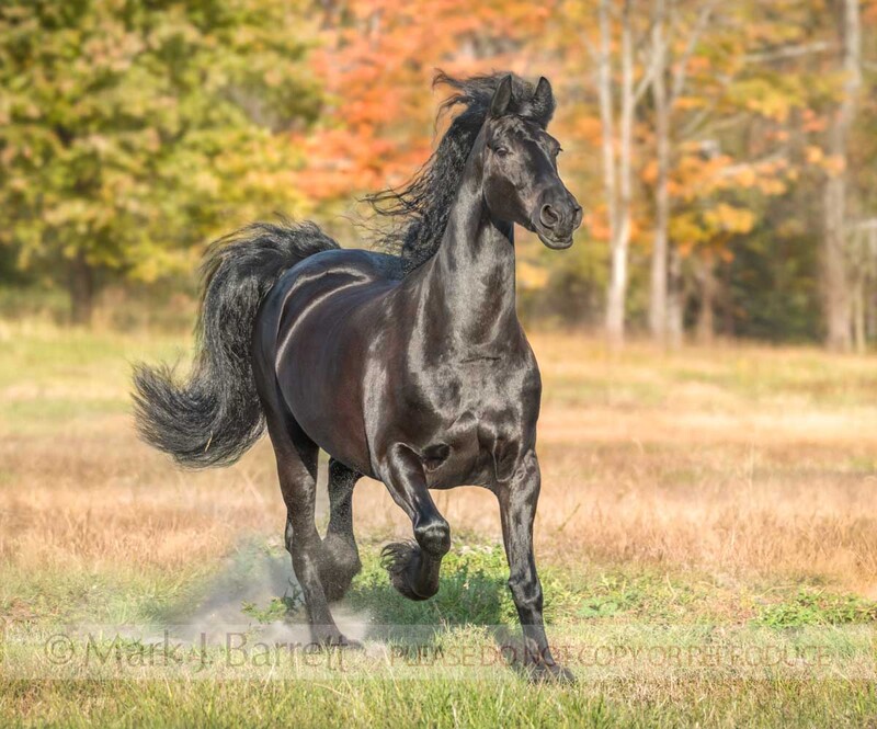 1747-39(2).jpg :: adult female Friesian horse mare runs in autumn field