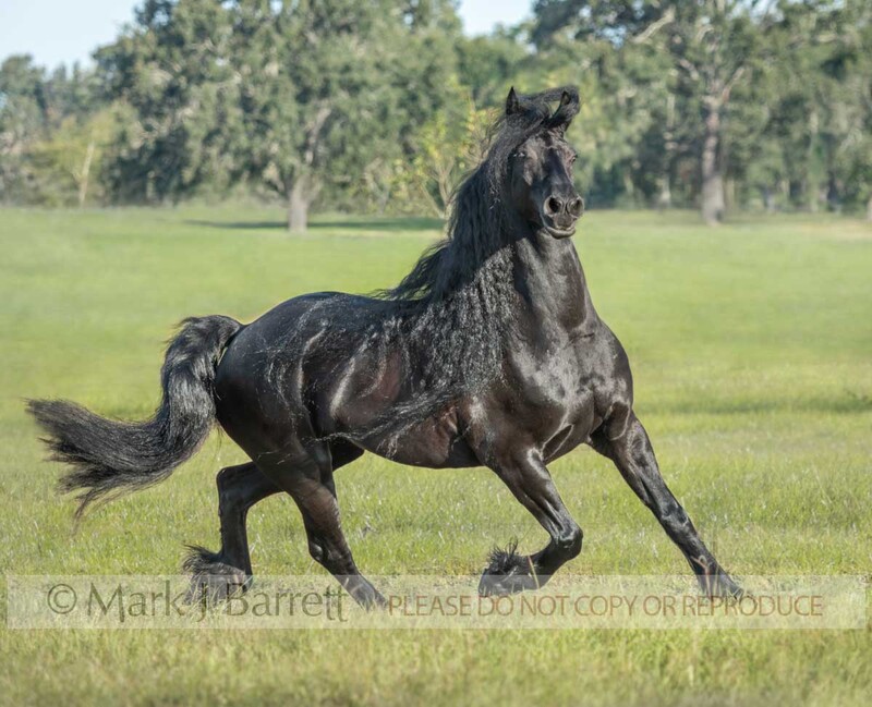 1747-42A.jpg :: adult female Friesian horse mare in trots in grass field