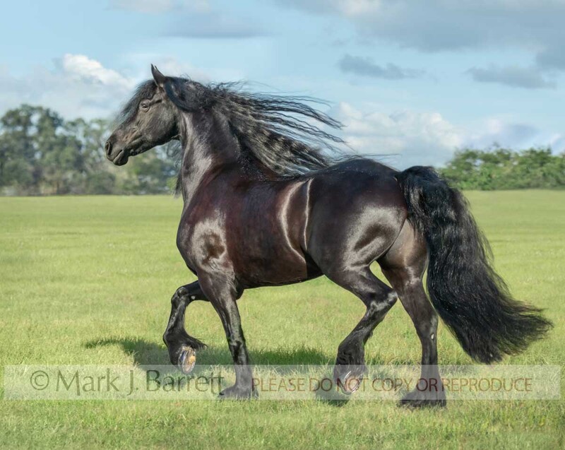 1747-51B(1).jpg :: adult female Friesian horse mare in field