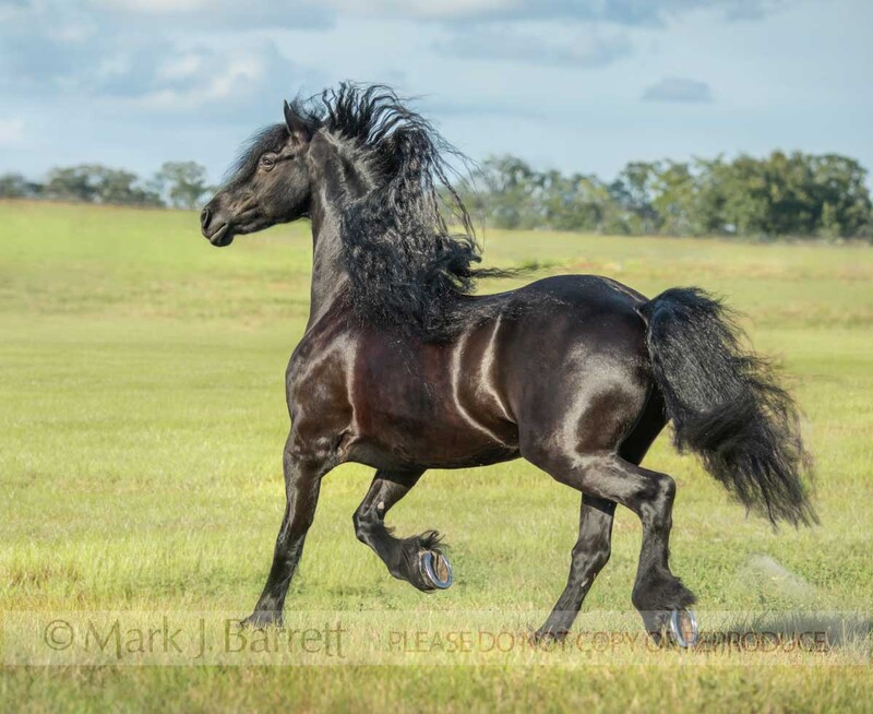 1747-52A(2).jpg :: Friesian horse mare