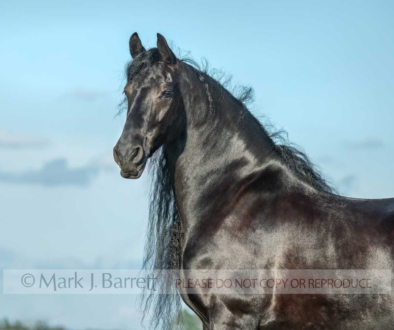 1747-62A(1).jpg :: adult female Friesian horse mare portrait in field in field