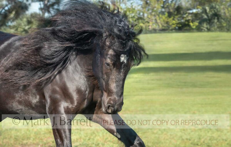 1754-39A.jpg :: juvenile female  black Gypsy Vanner Horse filly in grass field