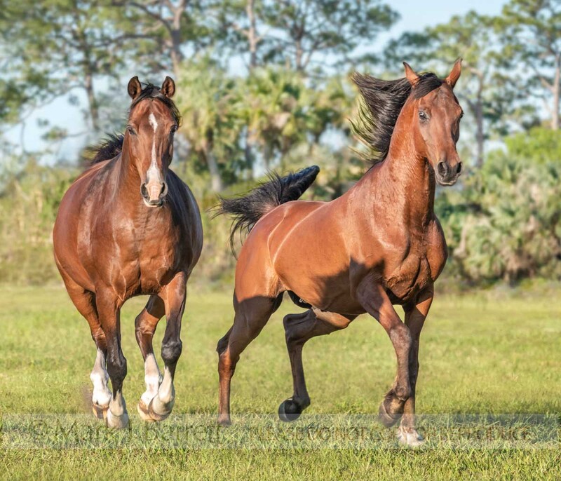 1757-17A(3).jpg :: Arabian horse gelding and mare