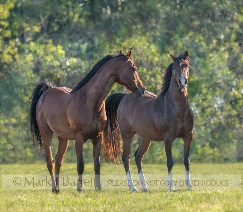 1757-21B.jpg :: Adult female and male Arabian horses run together in grass  field