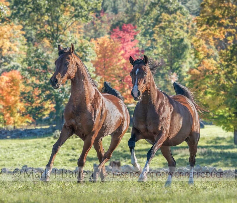 1757-24B.jpg :: Adult female and male Arabian horses run together in autumn field