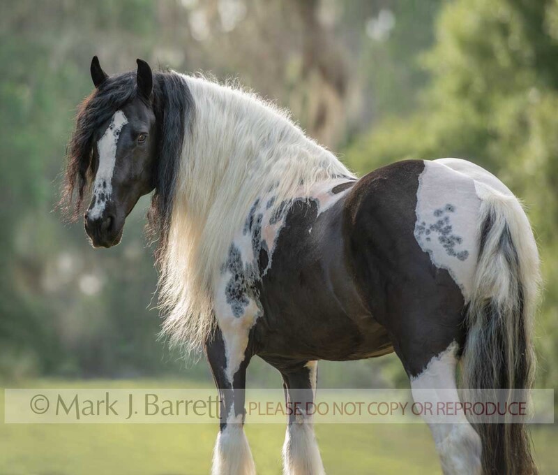 1764-47A.jpg :: Gypsy Vanner Horse mare portrait looking over shoulder
