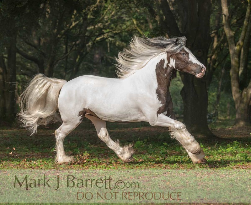 1766-27A(1).jpg :: \