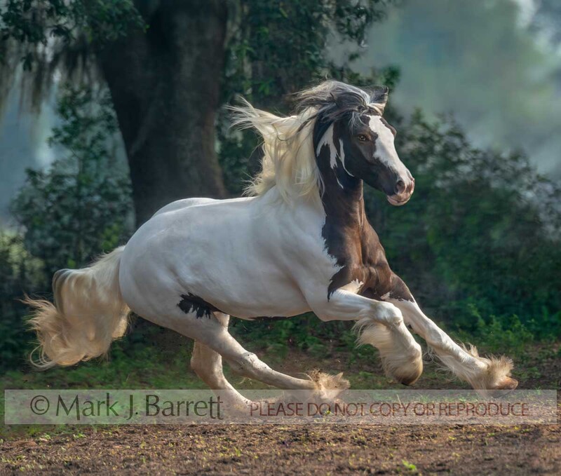 1766-29A.jpg :: adult female Gypsy Vanner Horse mare runs in field