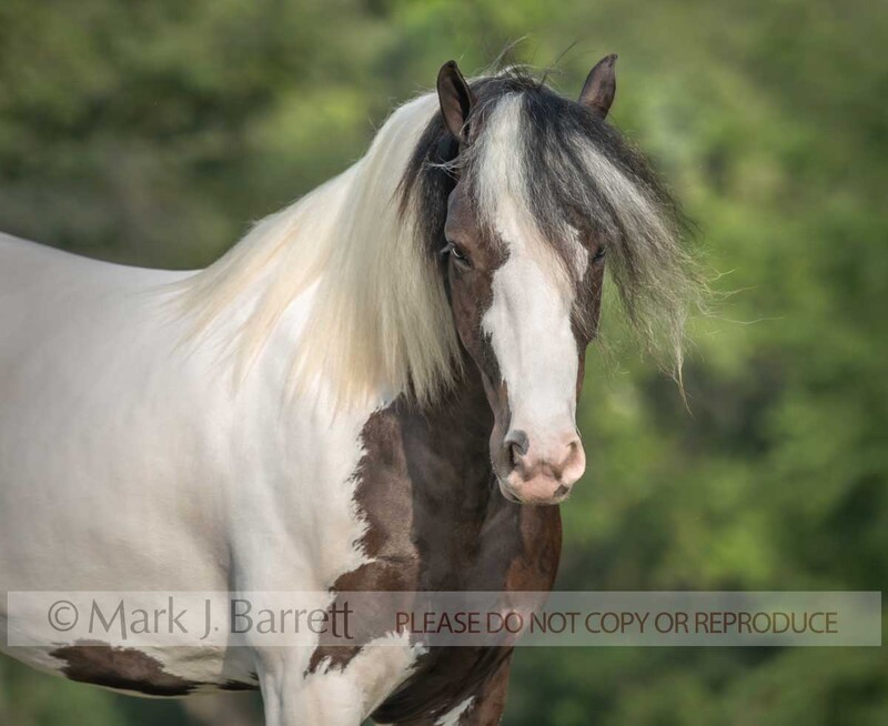 1766-51A.jpg :: adult female American Paint horse filly portrait