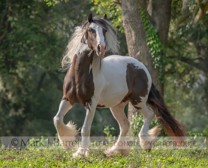 1767-45A.jpg :: Adult female Gypsy Vnner Horse mare TROTS IN FIELD