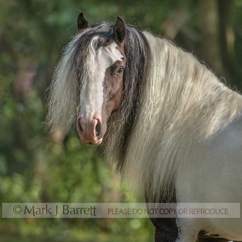 1767-53A.jpg :: Adulr female Gypsy Vnner Horse mare portrait i  action