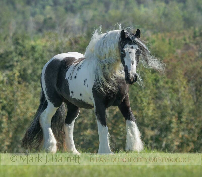 1768-33A.jpg :: Adult female Gypsy Vanner Horse mare trots with hair flying, head on in green field