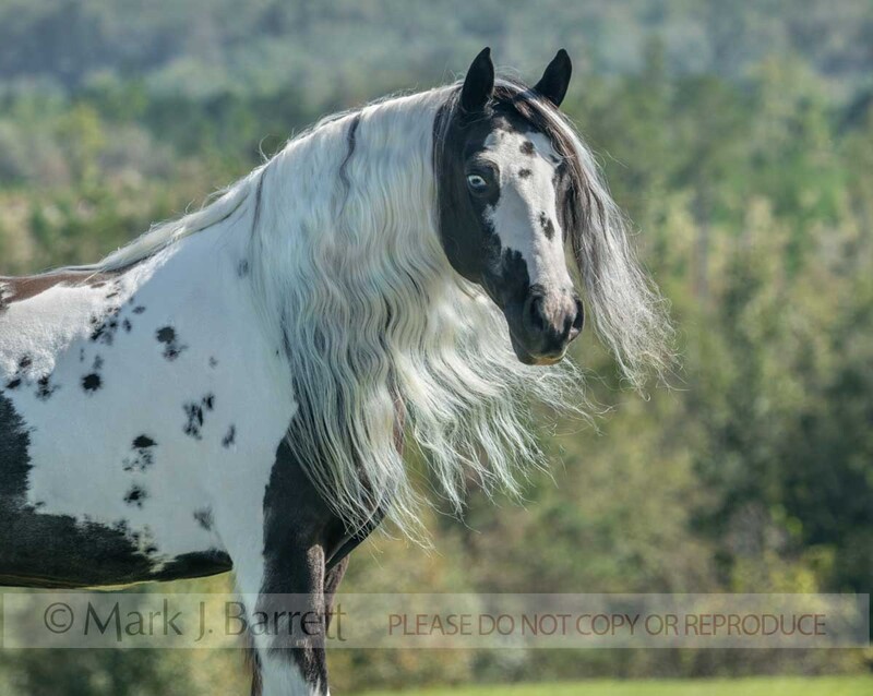 1768-49A.jpg :: Adult female Gypsy Vanner Horse mare portrait in field