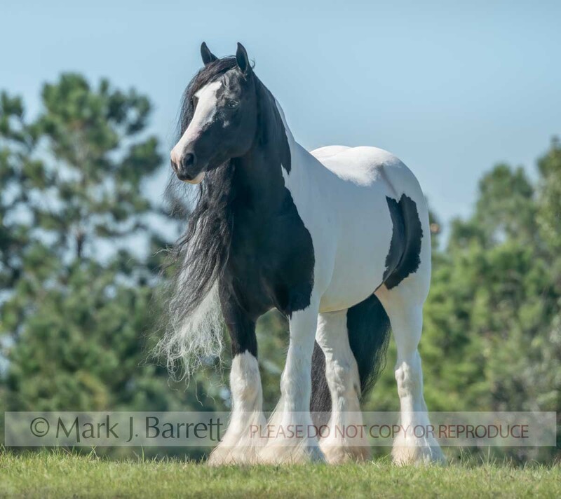 1769-20A(1).jpg :: Adult female Gypsy Vanner Horse mare trots in grass field with foal baby close at side