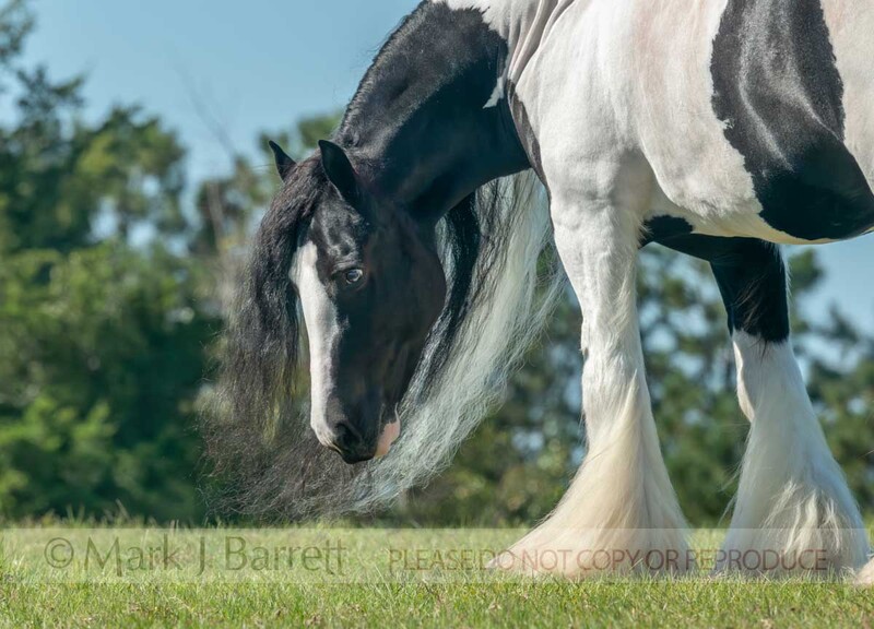 1769-37A.jpg :: Adult female Gypsy Vanner Horse mare with head low to grass ground