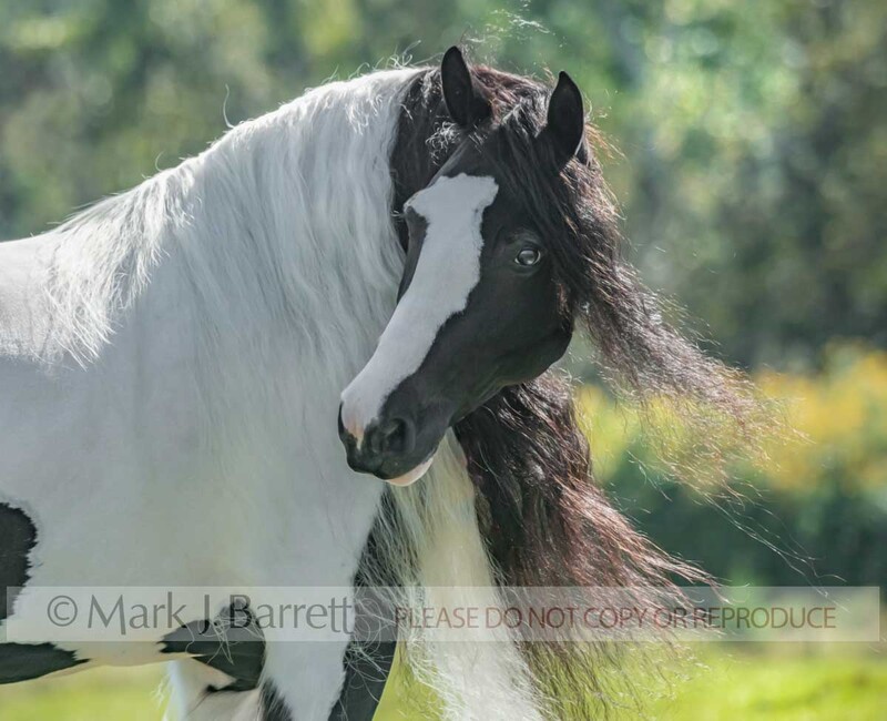 1769-43A.jpg :: adult female Gypsy Vanner Horse mare portrait in field