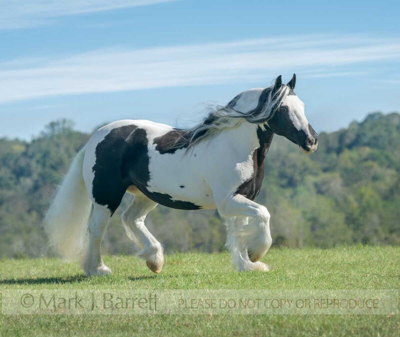 1770-32-Edit.jpg :: Gypsy Vanner Horse mare trots on grass overlook