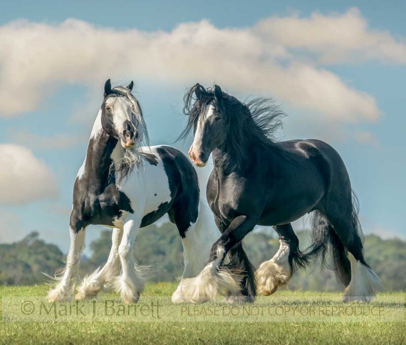 1770-39A(2).jpg :: Pair of Gypsy Vanner Horse mares run together on a rise overlook