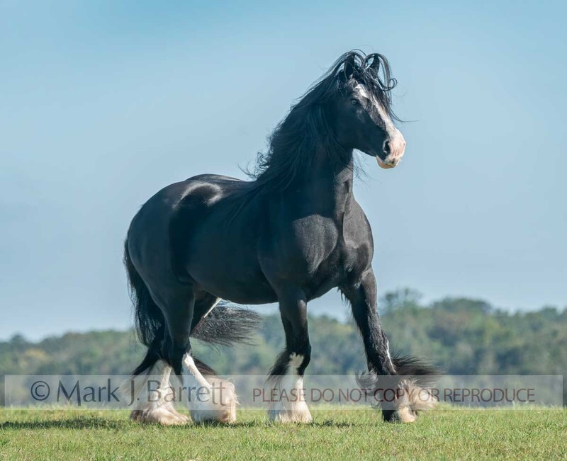 1771-24A.jpg :: Adult female Gypsy Vnner Horse mare runs across grass field rise