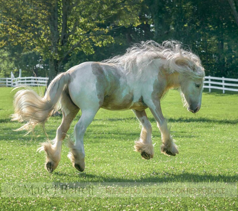 1775-26A(1).jpg :: Enthusiastic Gypsy Vanner Horse mare leaps upward and romps in green paddock
