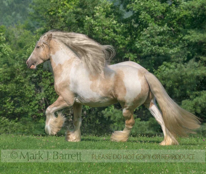 1775-54A.jpg :: Adult female Gypsy Vanner Horse mare trots across green grass field