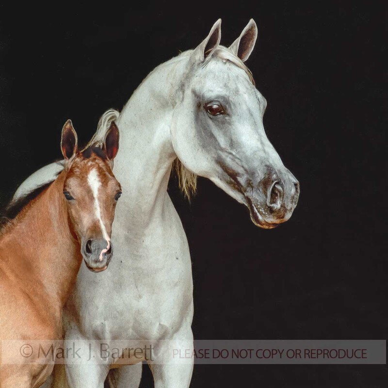 2025(1).jpg :: Arabian Horse mare with foal portrait on black.