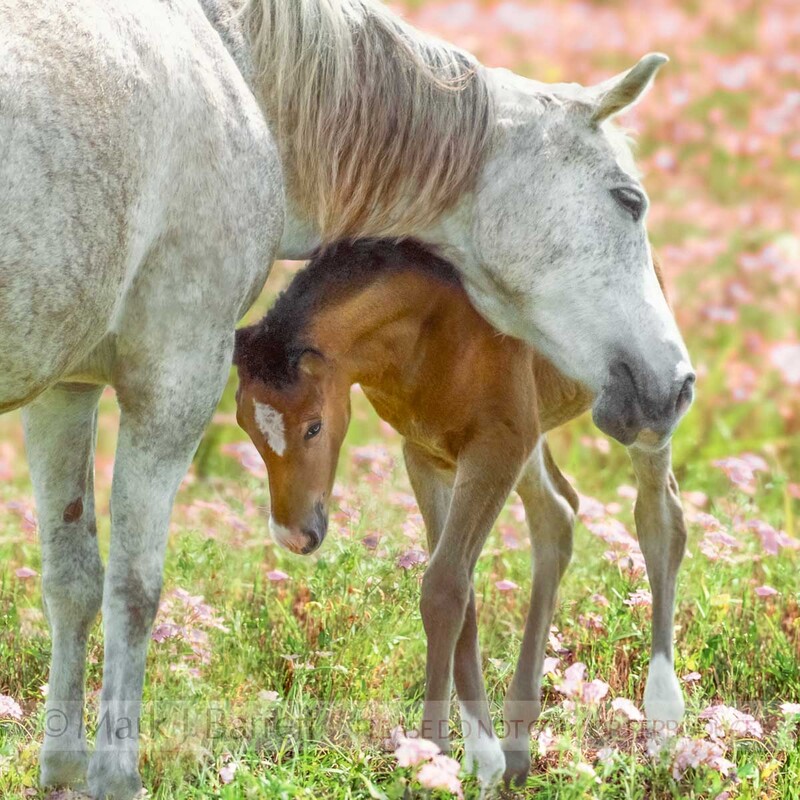 2035(2).jpg :: Arabian mare are tenderly rubs her foal as they stand in field of wild phlox.  Tough, beautiful, intelligent and spirited, the Arabian bloodline has influenced nearly every light breed of horse in the world.