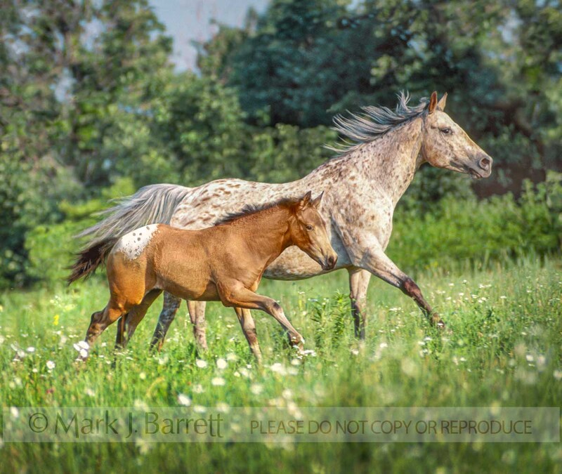 2105B(2).jpg :: Appaloosa mare with Friesian cross foal