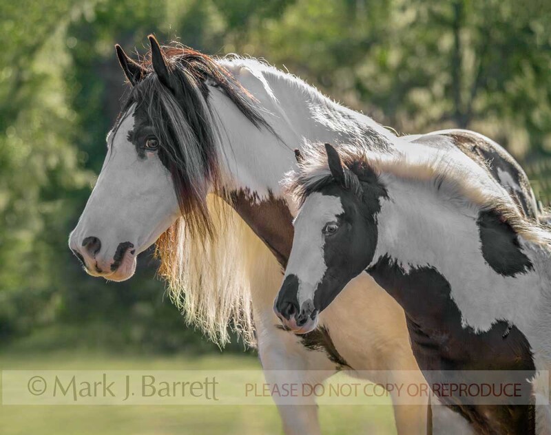 2199F-1.jpg :: Gypsy Vanner mare \