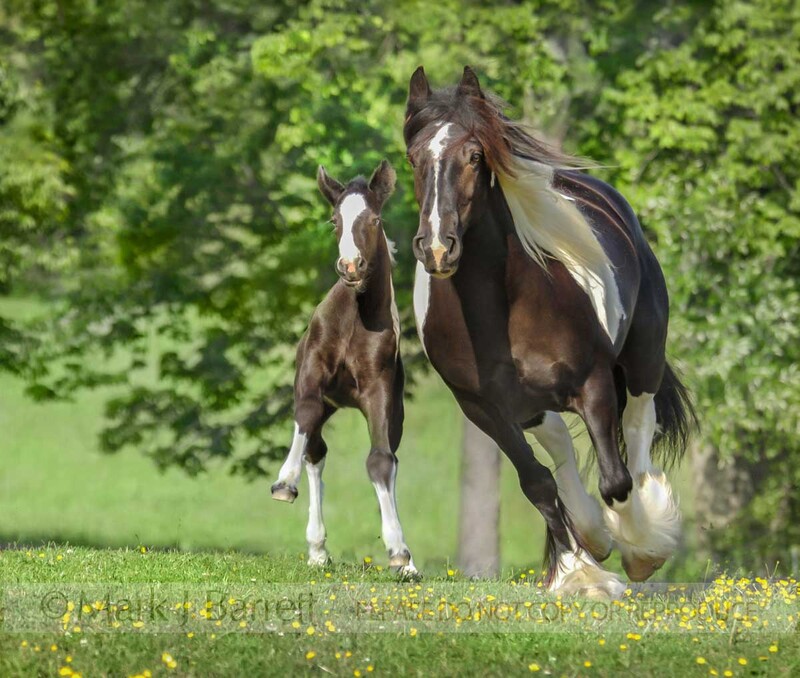 2216P(1).jpg :: Gypsy Vanner Horse amre and foal \