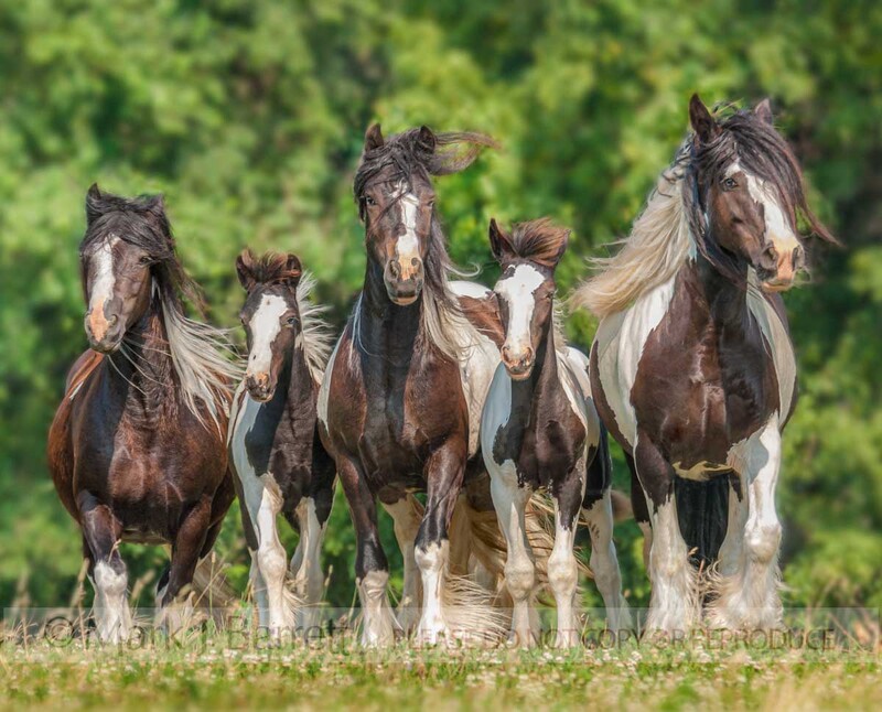 2224M1(1).jpg :: Herd of Gypsy Vanner Horse mares and foals