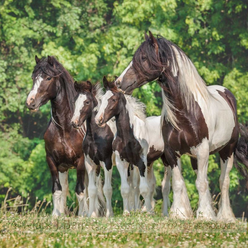 2224Q-1(1).jpg :: Gypsy Vanner Horse mares with foals