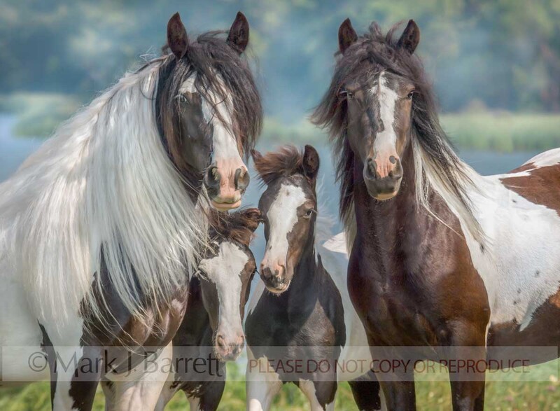 2224W.jpg :: Herd of Gypsy Vanner Horse mares and foals