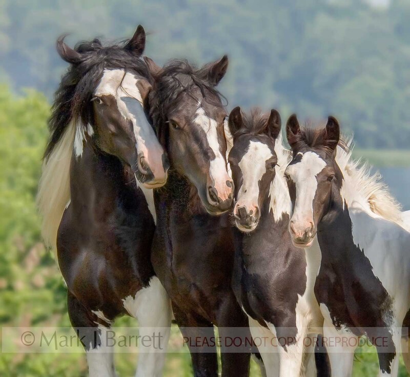 2225N1(1).jpg :: Gypsy Vanner Horses