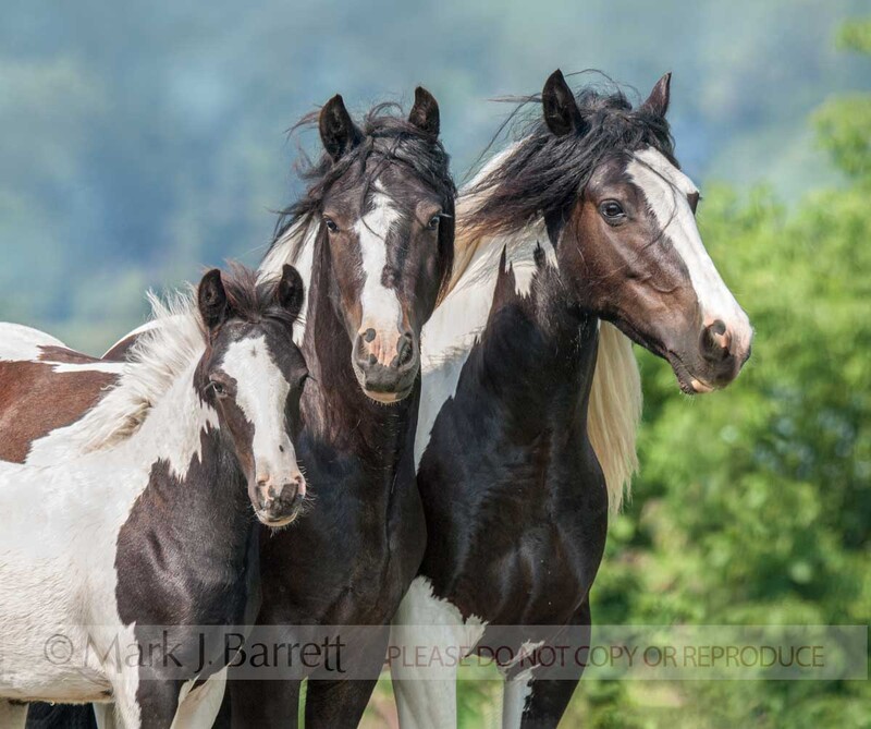 2225Q(1).jpg :: Gypsy Vanner Horse mares and foal