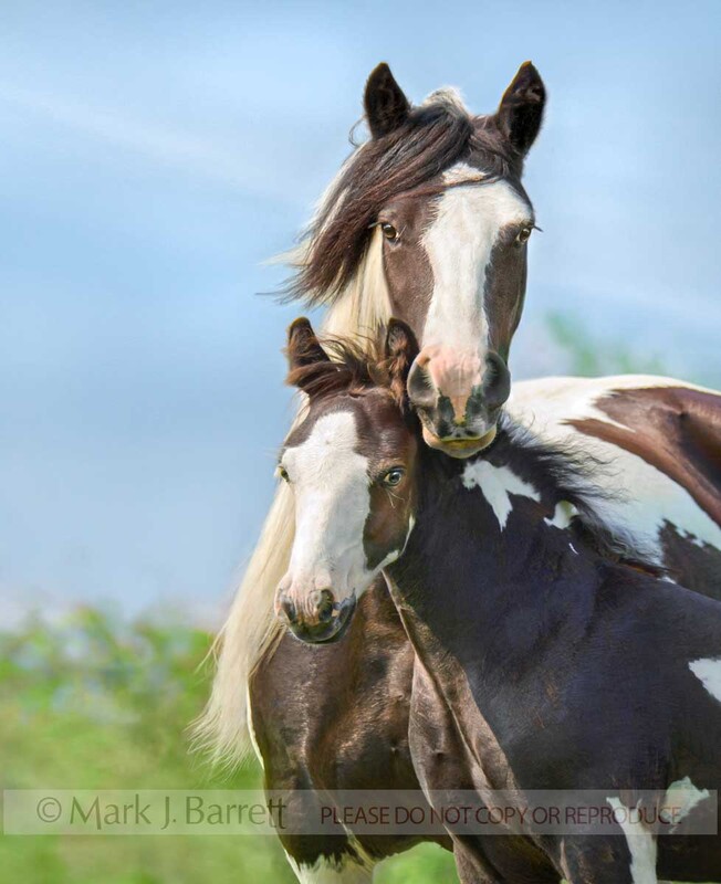 2226H-1(1).jpg :: Gypsy Vanner Horse mare and foal