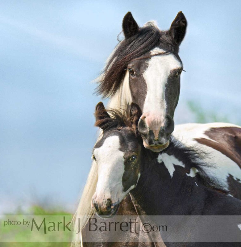 2226H-1(3).jpg :: Gypsy Vanner Horse mare and foal