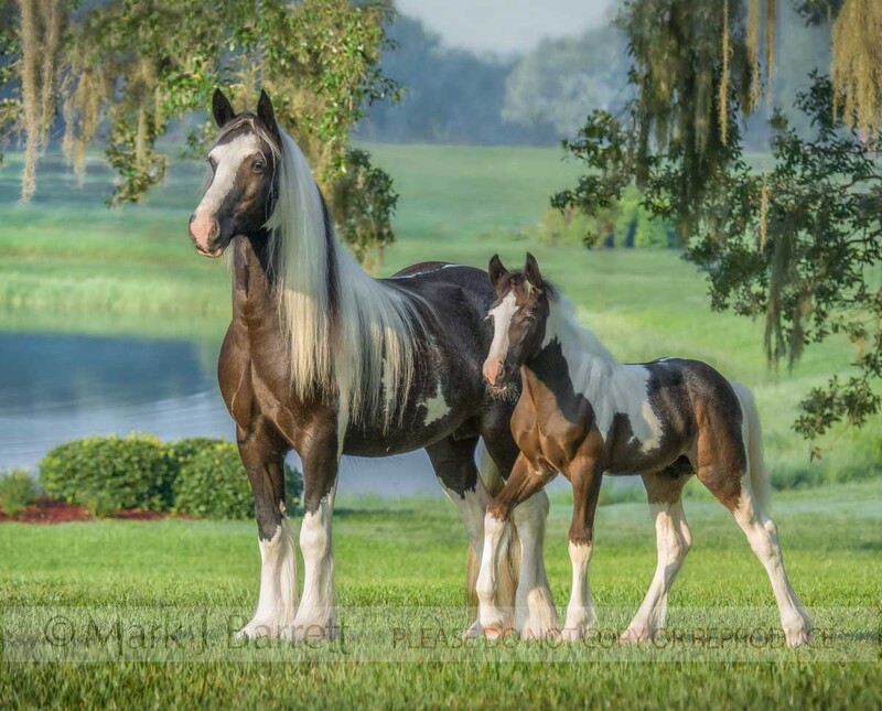 2238D-1(2).jpg :: Gypsy Vanner Horse mare and foal standing by pond