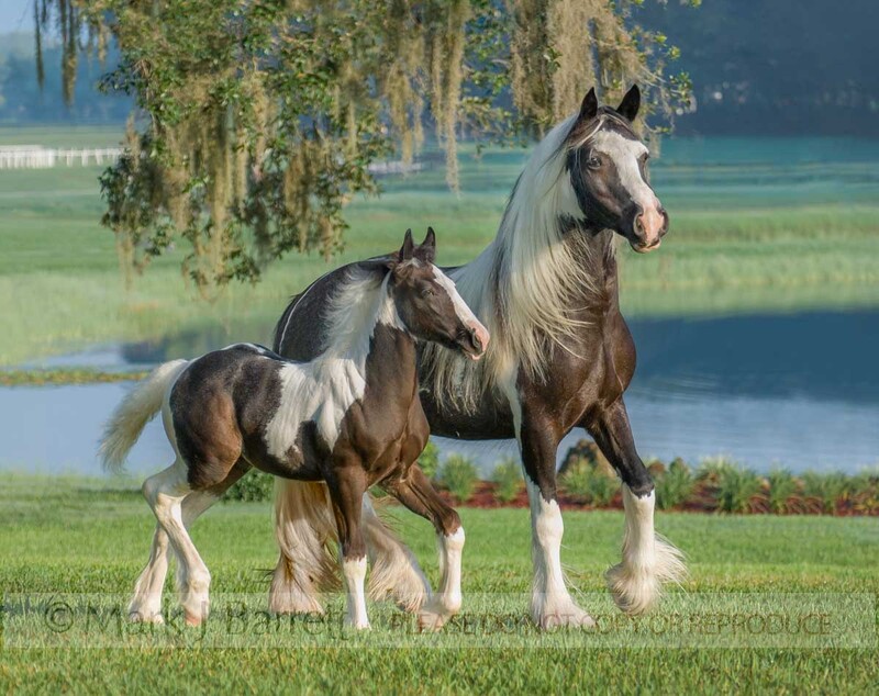 2238G1(1).jpg :: Gypsy Vanner Horse mare and foal \