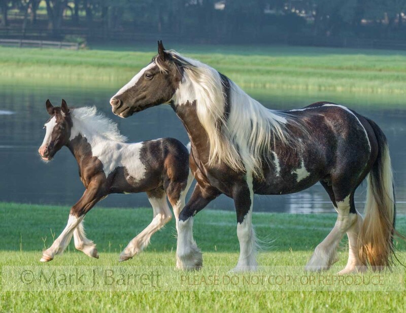 2238X.jpg :: Gypsy Vanner Horse mare and foal